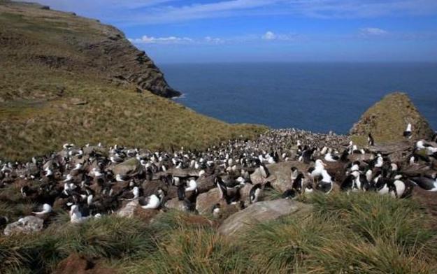 阿根廷为什么连家门口的岛屿都收不回来
