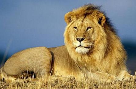 狮子起源于哪里