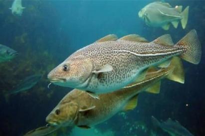 鳕鱼战争中鳕鱼是一种什么样的鱼 为什么这个两个国家会大大出手