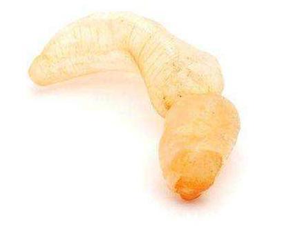 揭秘古人是如何避孕的 不过没有现代的好而已