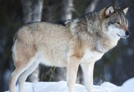 为什么说听不懂队友的江湖黑话,你就是盒子精