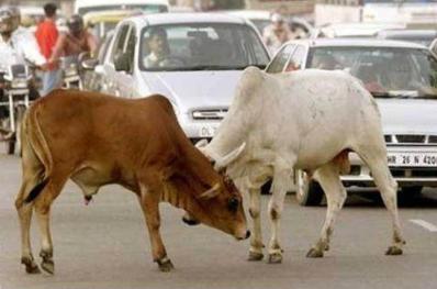 印度民族独立战争是怎么爆发的 仅仅是因为一句什么样的话