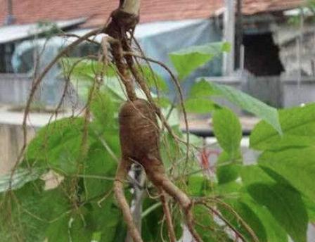 揭秘：朱元璋为什么不准明朝皇帝吃人参