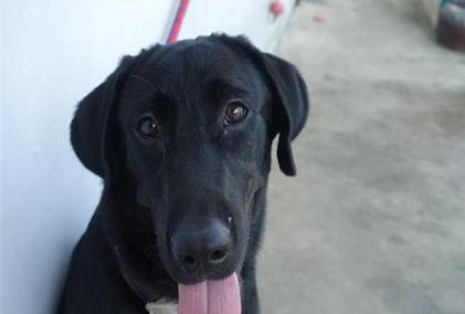 古代犯人一般都吃些什么 他们临死前为什么会吃一块生肉呢