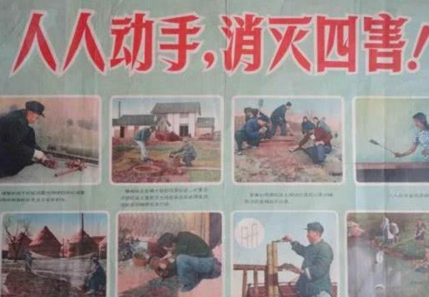 为什么当年除四害,只有麻雀差点被灭族