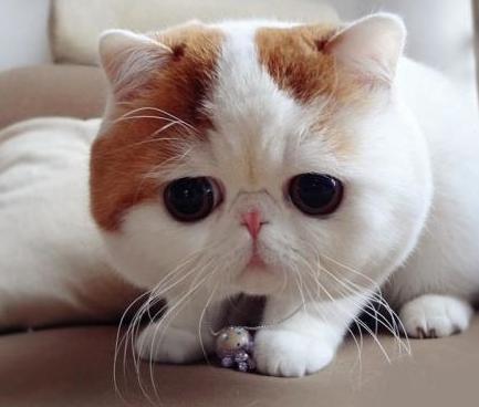 十二生肖中为什么没有猫呢 单单时间就差了千年之久