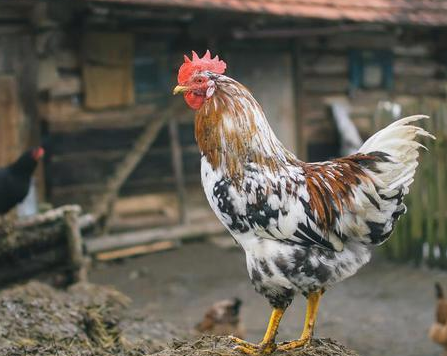 古代没有钟表和手机 古人是怎么看时间的</span>
                      