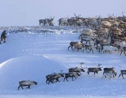 当初的西伯利亚就像白给的一样 为什么清朝没有向此地扩张呢