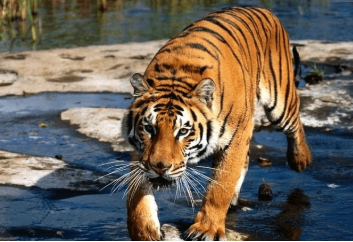 古人为什么管老虎叫大虫?</span>