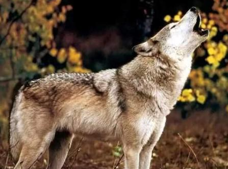 古代游牧民族在打仗之前 他们为什么都要狼嚎一遍</span>
                      