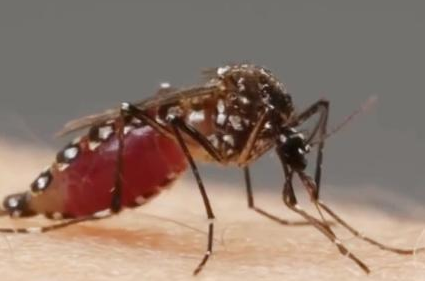 古代夏天来临之际 古人会用什么东西防蚊驱蚊