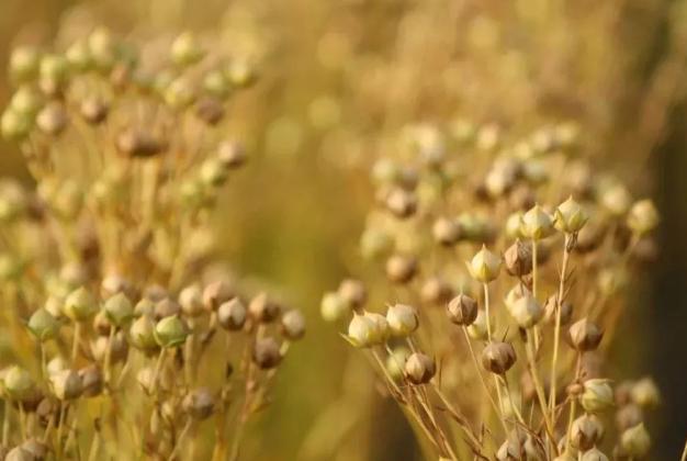 唐朝“西餐”食谱都有哪些东西