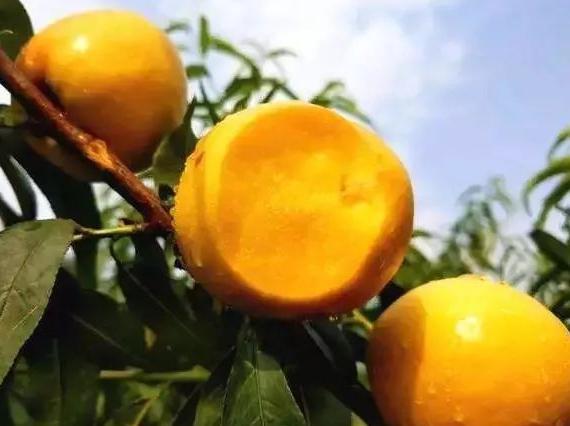 唐朝“西餐”食谱都有哪些东西