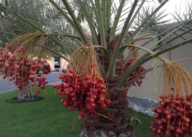 唐朝“西餐”食谱都有哪些东西