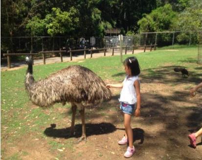 鸸鹋战争&mdash;&mdash;人类史上最耻辱的战争