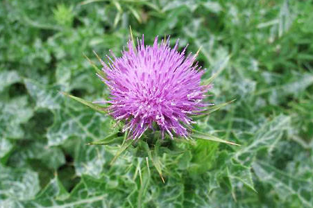 蓟属于什么品种的植物