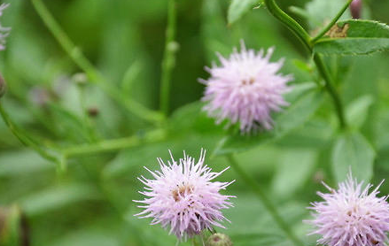 蓟属于什么品种的植物