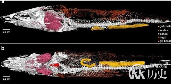 史上最老的心脏 来自一亿年前的棒鞘鱼