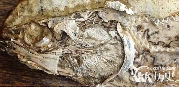 史上最老的心脏 来自一亿年前的棒鞘鱼