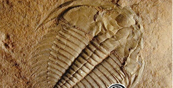 地球上著名的“五次生物大灭绝”事件