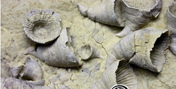 地球上著名的“五次生物大灭绝”事件