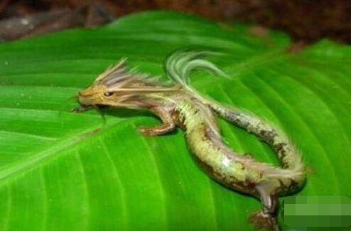 昆仑山脉古洞惊现传说中真龙