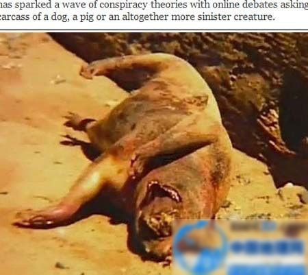 纽约海滩发现神秘怪物尸体