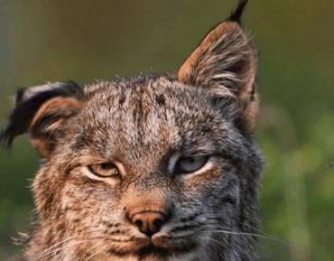 上古神话两大奇兽,一兽食虎真的存在!