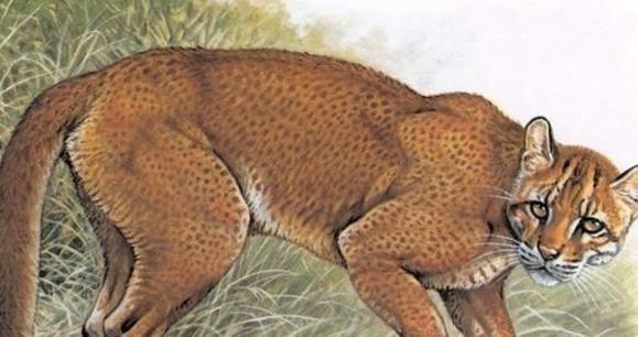 上古神话两大奇兽,一兽食虎真的存在!