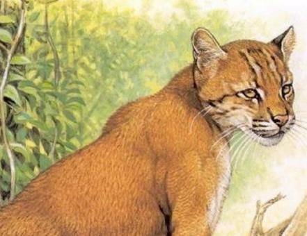 上古神话两大奇兽,一兽食虎真的存在!