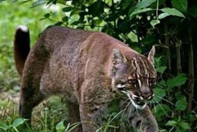 上古神话两大奇兽,一兽食虎真的存在!