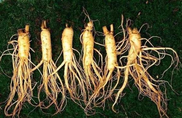 雍正时期最大贪官，娶36个老婆，人参用来当柴烧