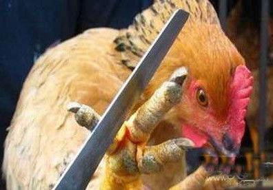 恐怖！中国十大禁菜 还有人吃猴脑袋的