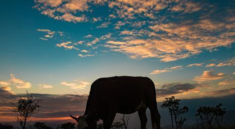 明初大诗人高启,为何会被腰斩