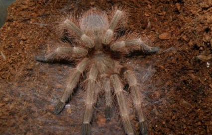 巴西巨人金毛有哪些形态特征