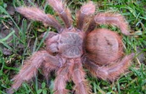 巴西巨人金毛有哪些形态特征