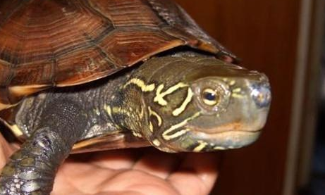 中华草龟属于什么品种