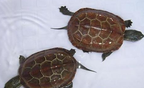 中华草龟属于什么品种