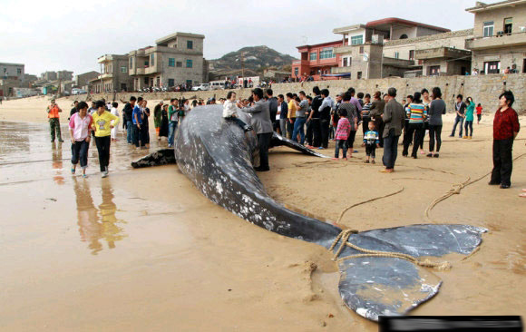 浙江百年水库泄洪冲出大鱼