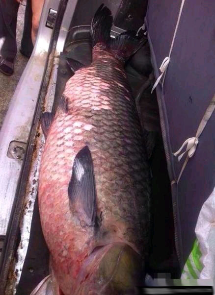 浙江百年水库泄洪冲出大鱼