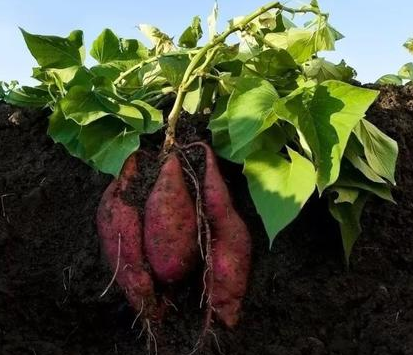 清朝人口从五千万增长到四亿 期间道理发生了什么