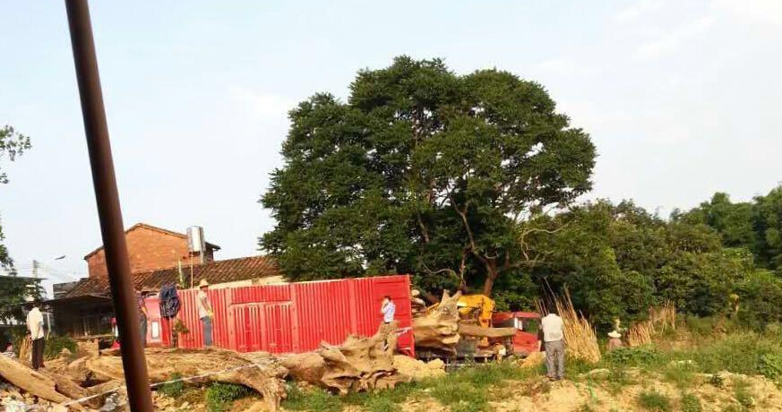 乌木是什么?村民捞出千年乌木被暂扣(组图)