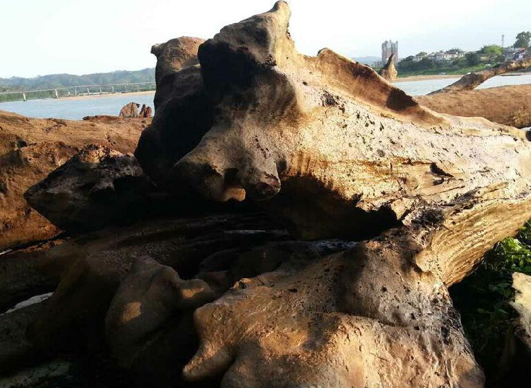 乌木是什么?村民捞出千年乌木被暂扣(组图)