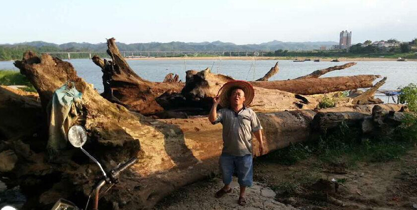 乌木是什么?村民捞出千年乌木被暂扣(组图)