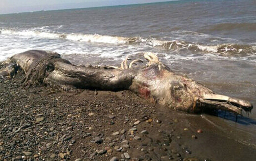俄罗斯海滩惊现怪兽尸体 犹如史前生物（组图）