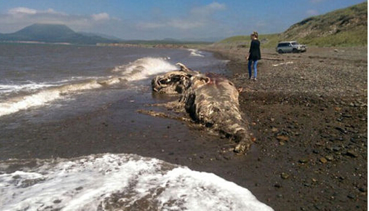 俄罗斯海滩惊现怪兽尸体 犹如史前生物（组图）
