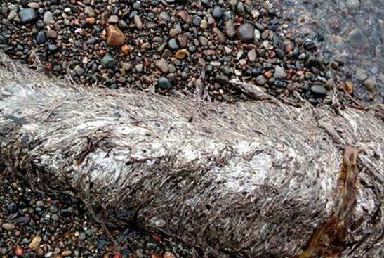 俄罗斯海滩惊现怪兽尸体 犹如史前生物（组图）