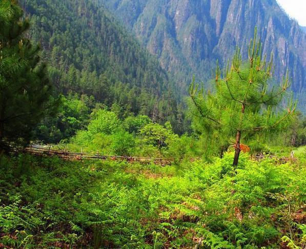 瓦弄之战是在什么样的背景下发生的 瓦弄之战简介