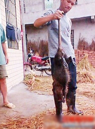 邵阳发现超大号老鼠体长1米