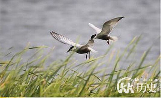 疾风劲草的主人公是谁？疾风劲草有什么历史典故